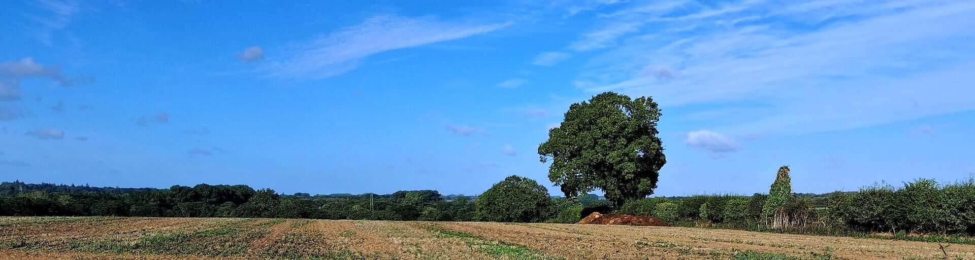 Open fields and an oak tree under a blue sky in the Wensum Valley